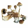 Afrikaanse Transkei-paddenstoel