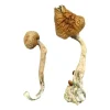 Daddy Long Legs Magische Paddestoelen