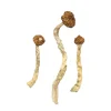 Arenal vulkaan paddenstoelen