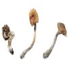B+ Paddestoelen