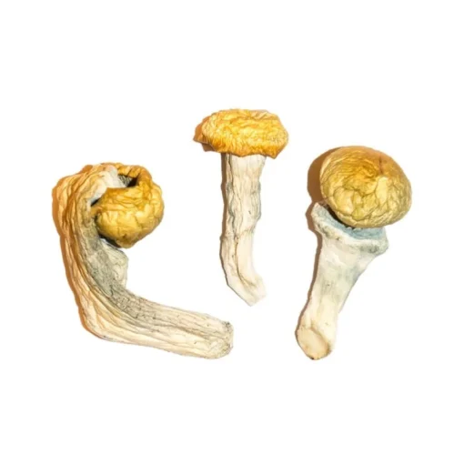 Penis jaloezie paddo’s