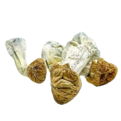 Magic Mushrooms